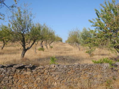 Stoneworks, grapes, olives, and almonds.